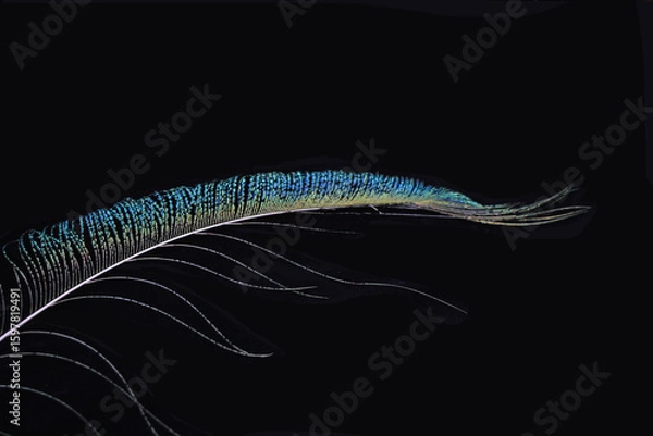 Fototapeta Vibrant peacock feather fragment glowing against a deep black background.