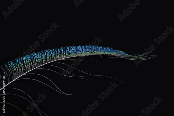 Fototapeta Vibrant peacock feather fragment glowing against a deep black background.