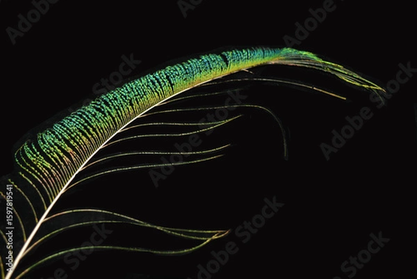 Fototapeta Vibrant peacock feather fragment glowing against a deep black background.