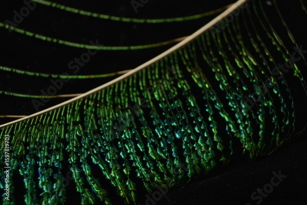 Fototapeta Macro shot of vibrant peacock feather glowing in shimmering light