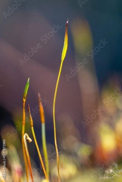 Fototapeta Macro of moss spores. Moss growing with spore capsules close up macro. Green moss spore boxes.