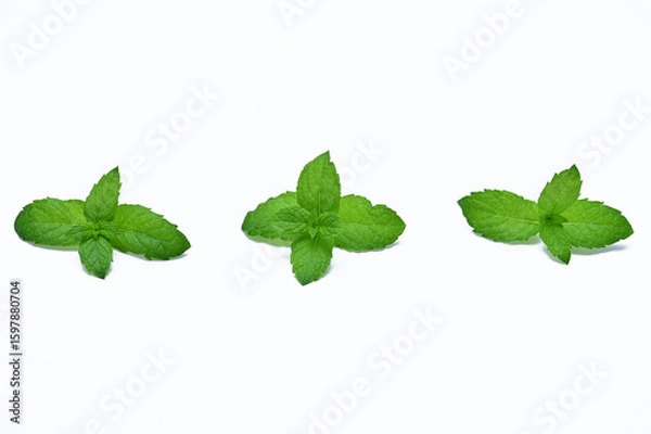 Fototapeta fresh green mint leaves group of objects isolated on white background