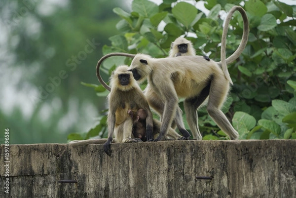 Fototapeta Group of langur monkeys sitting, Wild monkeys relaxing on wall, Monkey family on rural structure, Playful langurs in countryside,Indian langurs gathering outdoors.




