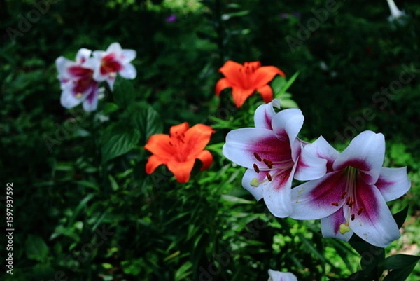 Fototapeta 純潔を象徴する花