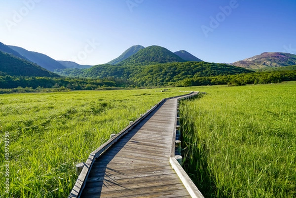 Obraz 初夏のタデ原湿原