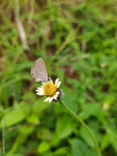Obraz butterfly on a flower