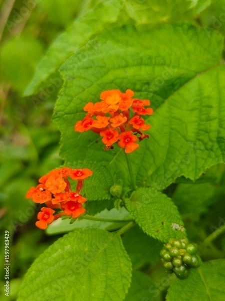 Obraz red and yellow flower