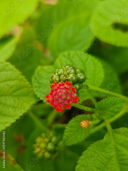 Obraz raspberry on a bush