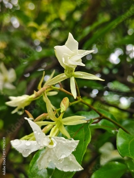 Obraz white flower