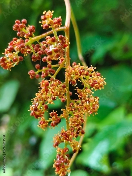 Obraz wild rose bush