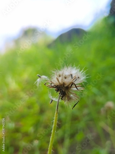 Obraz dandelion on a green background