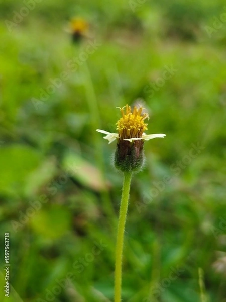 Obraz bee on a dandelion