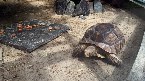 Fototapeta Tortoise on sandy ground next to stone slab with carrots in a zoo environment under summer lighting