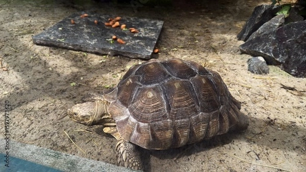 Fototapeta Tortoise on sandy ground next to stone slab with carrots in a zoo environment under summer lighting