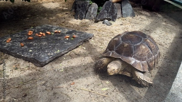 Fototapeta Tortoise on sandy ground next to stone slab with carrots in a zoo environment under summer lighting