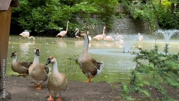 Fototapeta Geese and flamingos by a pond with fountain in green park surrounded by natural vegetation