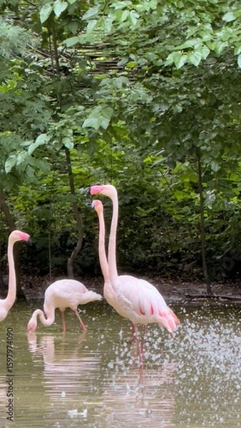 Fototapeta Group of pink flamingos in a water body surrounded by forest vegetation, observing and feeding under summer light