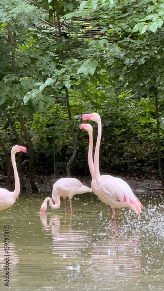Fototapeta Group of pink flamingos in a water body surrounded by forest vegetation, observing and feeding under summer light