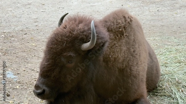 Fototapeta American bison lying on the ground near a stone wall in the zoo, resting under daylight