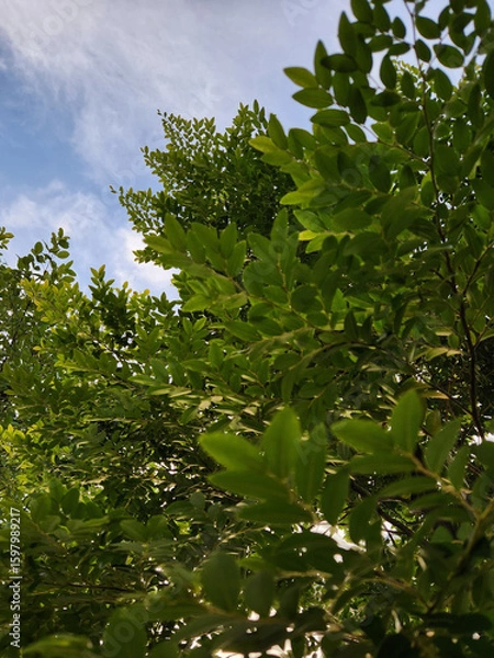 Obraz green leaves and sky