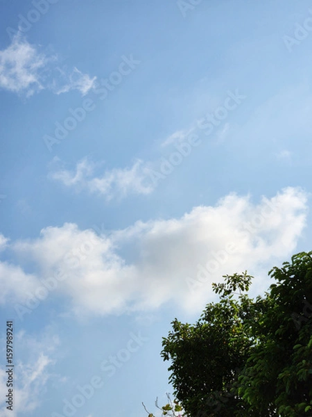Fototapeta sky and tree