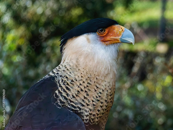 Obraz Crested Caracara in Profile