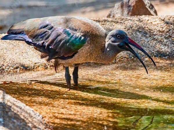 Obraz Hadada Ibis Drinking from Water