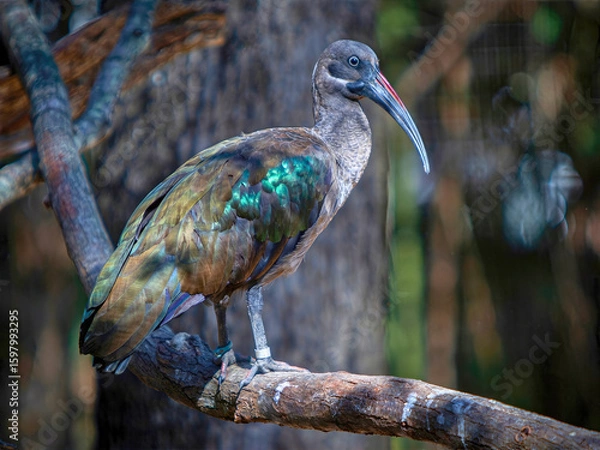 Fototapeta Hadada Ibis Perched on Branch