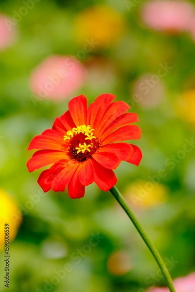 Fototapeta red gerber daisy