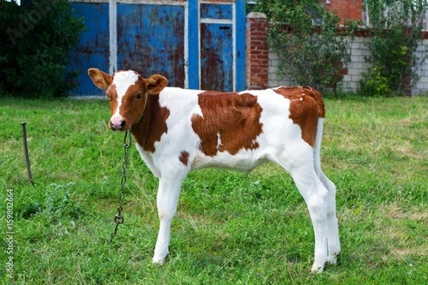 Obraz calf