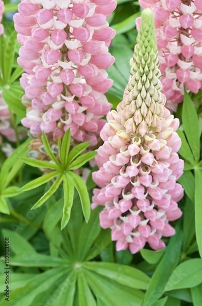 Obraz Lupinus
