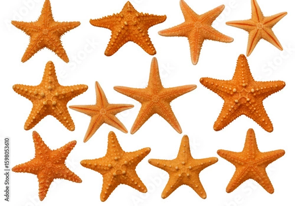 Obraz Collection of Orange Starfish Isolated on Black Background