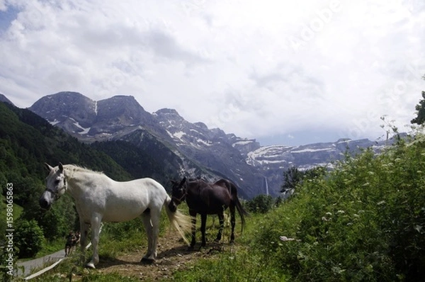 Obraz Deux chevaux à Gavarnie