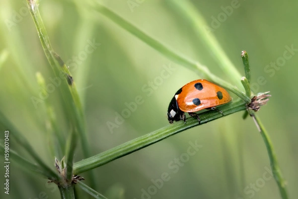 Obraz Macro close-up of a ladybug resting on a vibrant purple flower. The image highlights the bright red elytra with black spots, delicate legs, and fine textures.