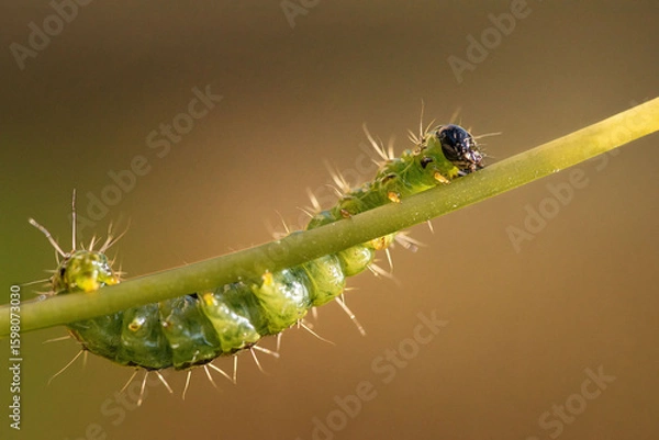 Obraz Macro close-up of a box tree moth (Cydalima perspectalis) resting on a green leaf. This invasive species is captured in fine detail. A striking representation of insect life and biodiversity.