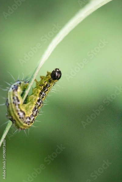 Obraz Macro close-up of a Cydalima perspectalis resting on a green leaf. This invasive species is captured in fine detail, showing its white wings with dark borders, body texture.