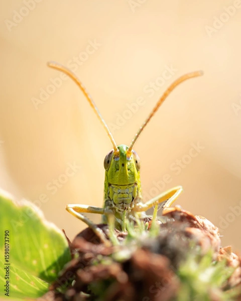Obraz Macro close-up of a grasshopper resting on a green leaf. The image shows the insect’s powerful hind legs, segmented body, and fine textures. A detailed look at this common orthopteran.