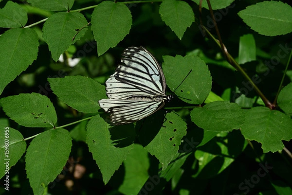 Obraz 葉にとまるアカボシゴマダラ