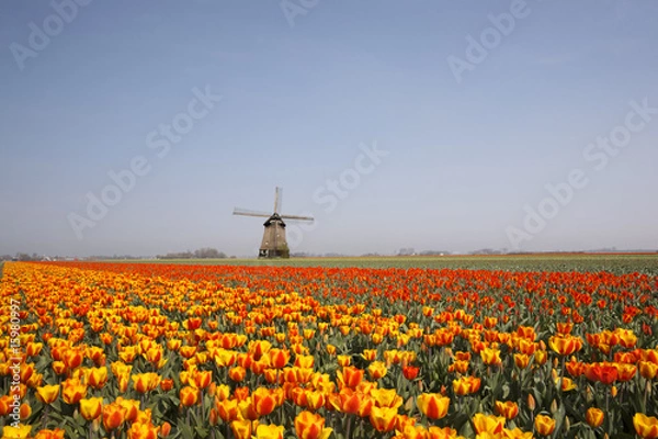 Obraz Champs de tulipes