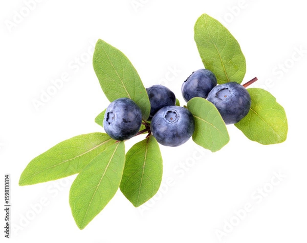 Fototapeta Fresh blueberries with green leave,  isolated on white background, top view