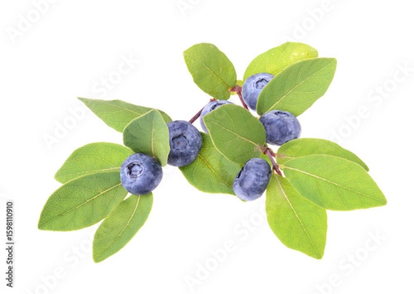 Fototapeta Fresh blueberries with green leave,  isolated on white background, top view