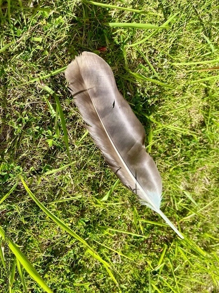 Obraz 芝生の上の鳥の羽