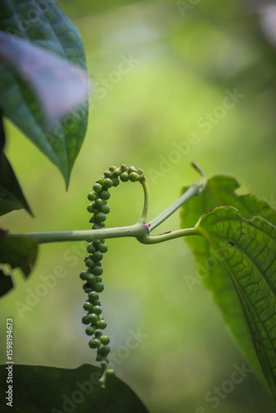 Obraz Fresh Green Peppercorns on Vine - Close-up of Spice Plant 