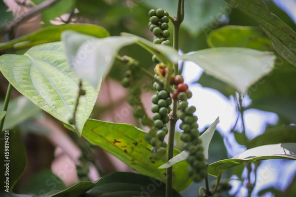 Obraz Fresh Green Peppercorns on Vine - Close-up of Spice Plant in Natural Environment