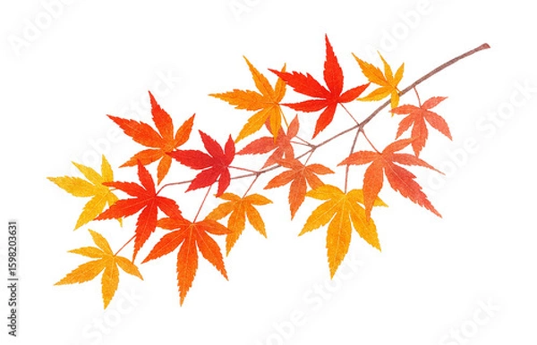 Fototapeta もみじ 紅葉 葉 枝 イラスト 水彩