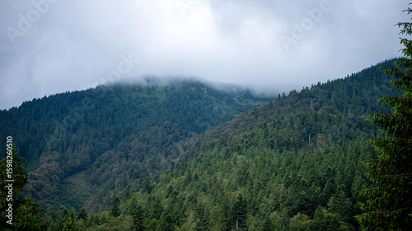 Obraz forest in the mountains