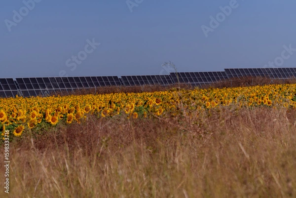 Obraz Solar panels, producing sustainable energy in the middle of a vibrant sunflower field under a light blue sky