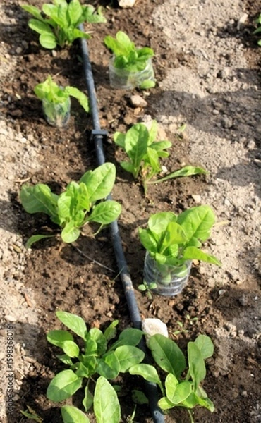 Obraz chard seedlings with drip irrigation