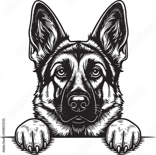 Fototapeta Striking German Shepherd Portrait with Detailed Fur Texture and Intense Gaze.