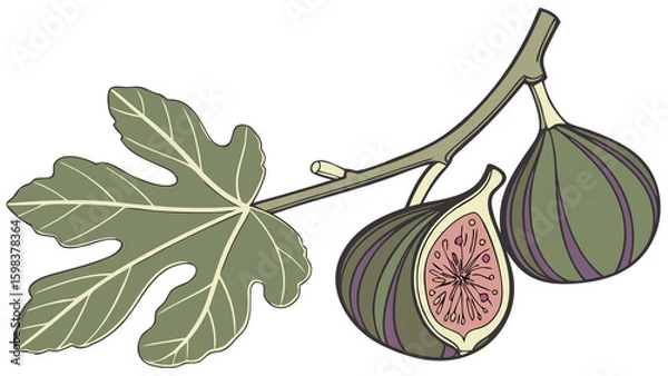 Obraz Semi-realistic fig pair on a stem with natural green and purple hues and soft shading, isolated on white
